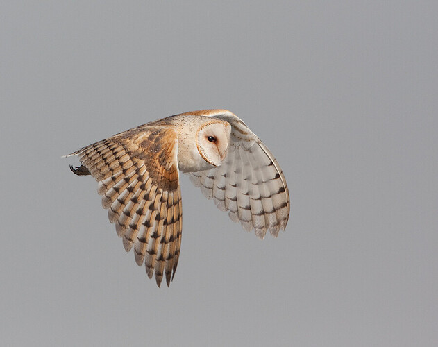 barn-owl-0603