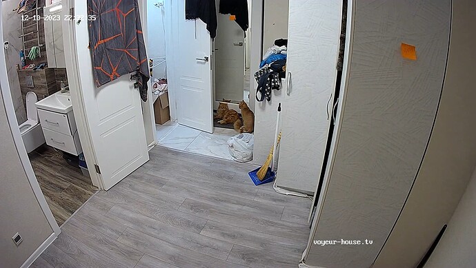 Cats compete for Queens love