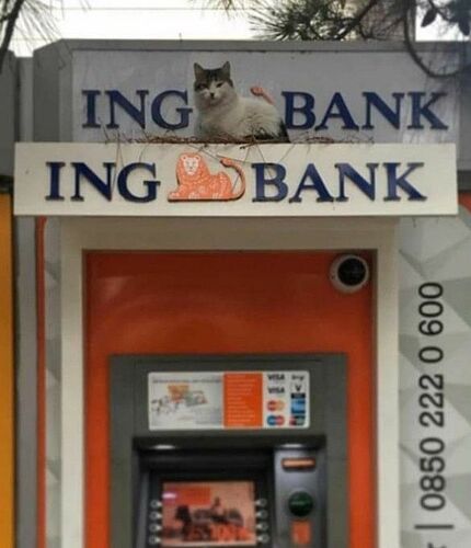 ing cat