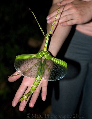 Goliath stick insect