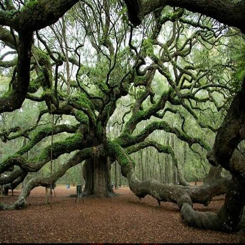 1500 years old Angel Oak tree in South Carolina. I have sat on the limbs of this beautiful tree