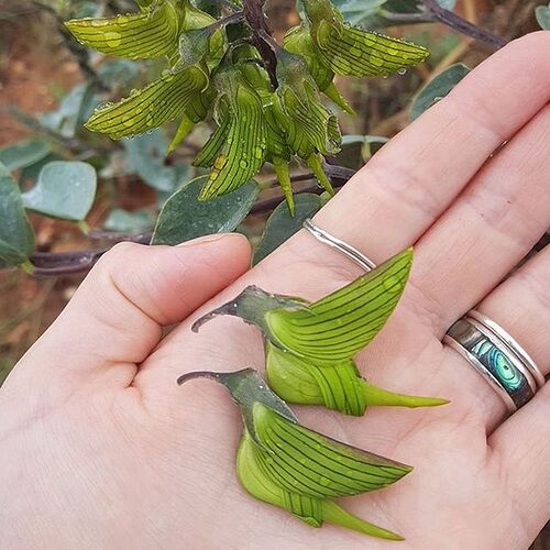 This cool-looking plant, called Crotalaria cunninghamii, is native to Western Australia and the Northern Territory and is nicknamed the green birdflower