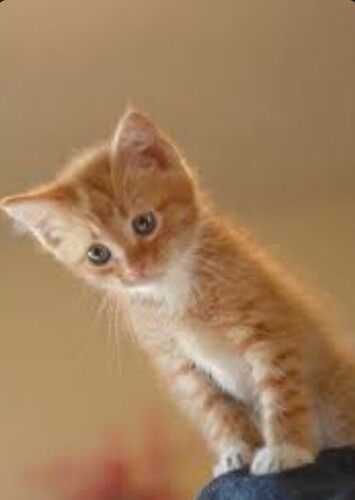 main-qimg-bca7c35e8f597b8d4bc54d4a3d3b4096