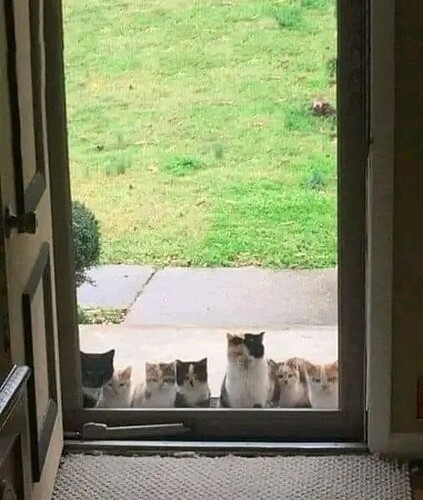 My parents started feeding a stray kitten a couple weeks ago. This was their front porch today