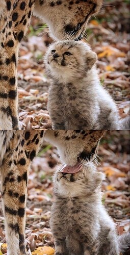 main-qimg-a24d89d709ae83d3bedda4b8feecc944