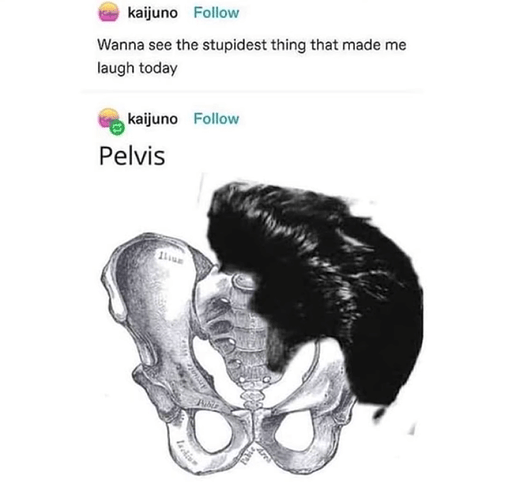 Pelvis