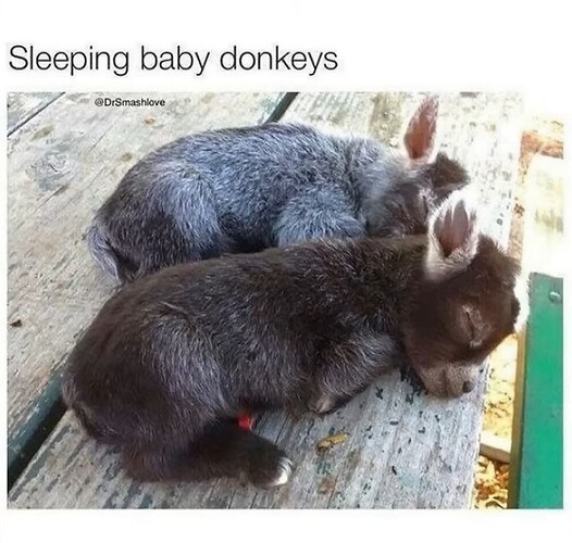 Baby Donkeys