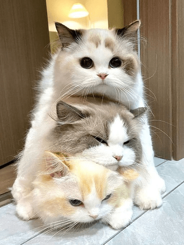 main-qimg-34a49eb55638cd6ccbe34bf4529b2f07