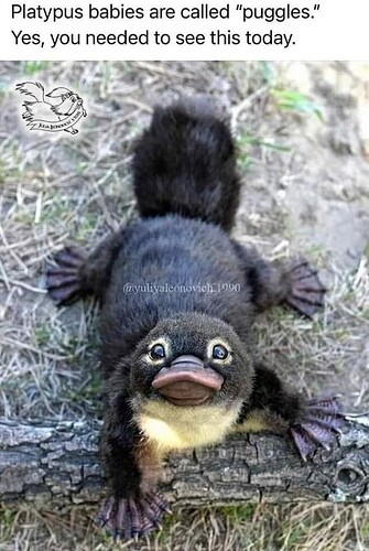 Baby platypus