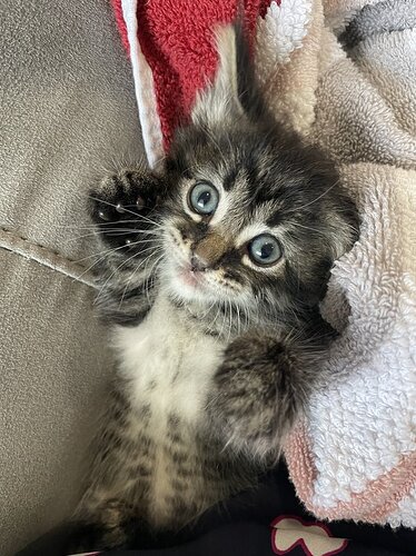 main-qimg-1d204ab1fd73a104fca685d05a81643e-lq