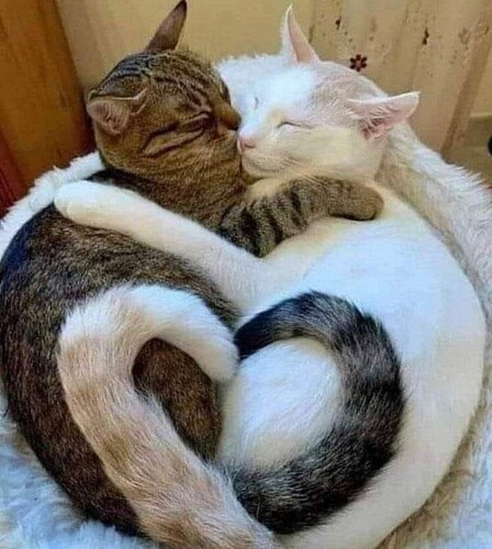 main-qimg-0da95d7b40676bca473384a07b78ecf1