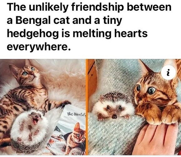 main-qimg-b3da910734276358d44df3f3252e5000