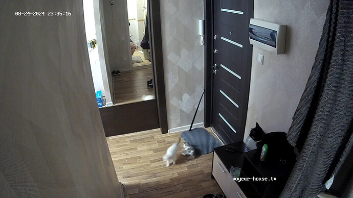 kitten wrestling 1