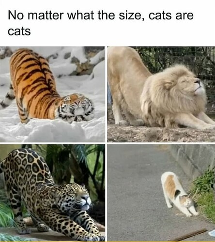 Cats Are Cats