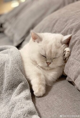 main-qimg-407b8f50bf25212e01140b060e8bb2b0