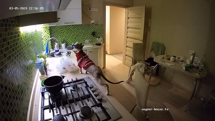 realm62-cam11-1709668654