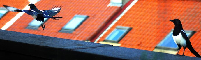 IMG_7514.11