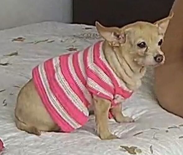 Dog_Dalila_wiki_02
