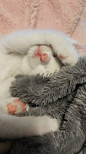 main-qimg-8fe78faff5fb198530ba8ace76c029b0