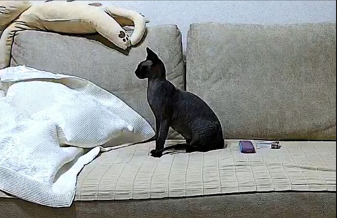 cat_251025_couch_@Teanna&_Ronin_realm66_01