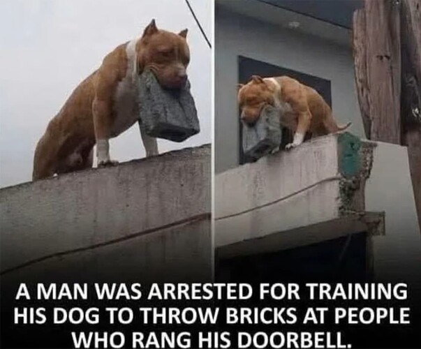Trained Dog