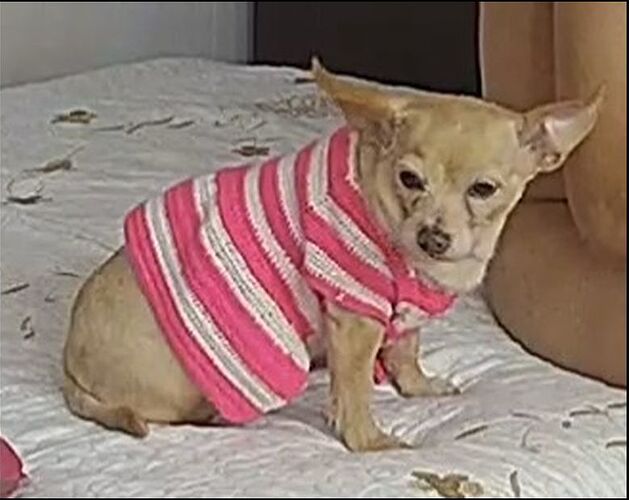 Dog_Dalila_wiki_01