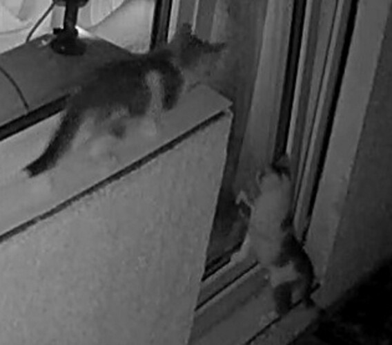 let us in please enhanced