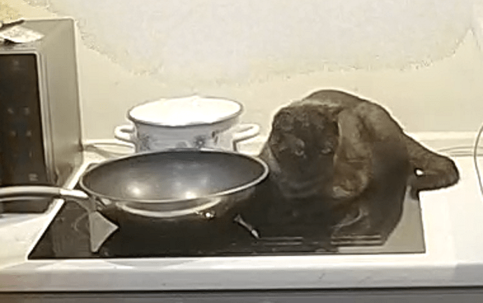 no place for a cat Closer