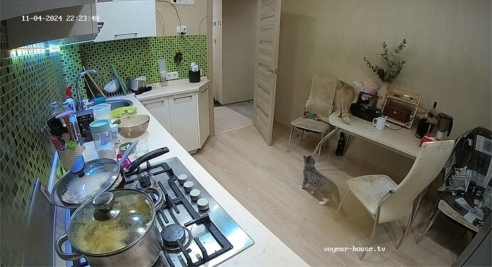 Kitchen camera at Carolyn & Gevorg reallifecam apartment at Voyeur Hub TV (cam11) - Google Chrome