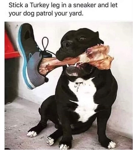 dog-stick-turkey-leg-sneaker-and-let-dog-patrol-yard