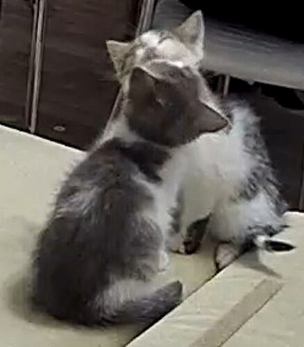 kittens bath 1-2