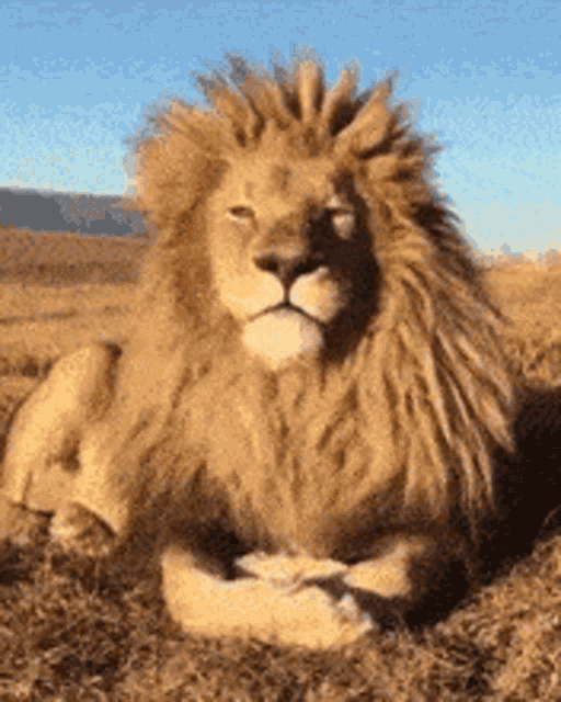 lion