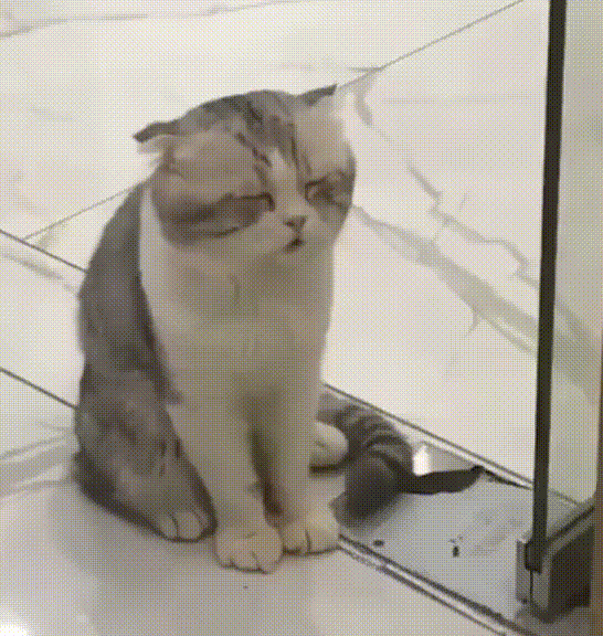 müde-katze