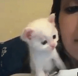 Kitten Kissing Mom