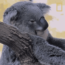 yawn-koalas101