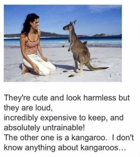 kangaroos