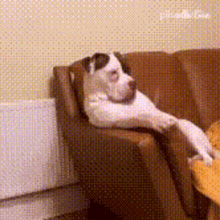dog-funny-dog