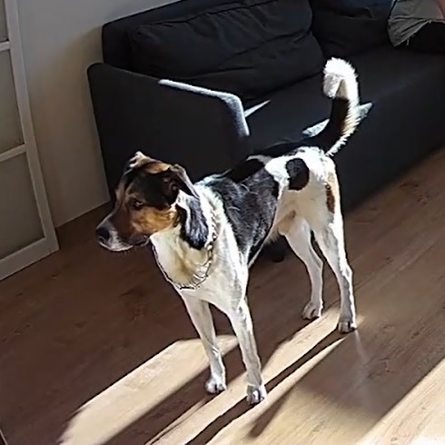 Kellie_and_Tod_Dog-only