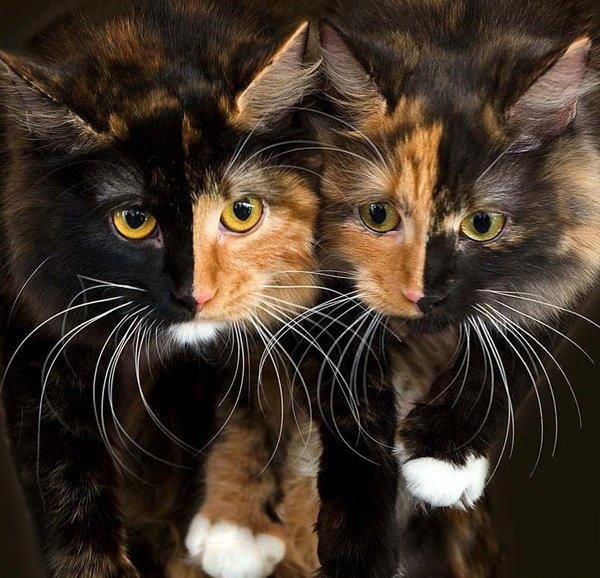 There is no mirror, these are 2 different cats