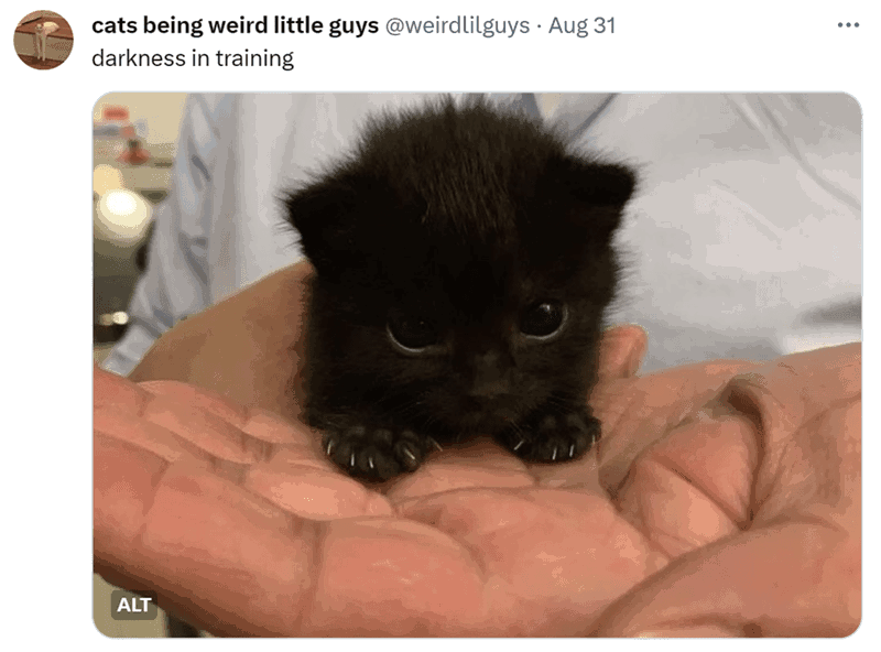 cat-cats-being-weird-little-guys-weirdlilguys-aug-31-darkness-training-alt