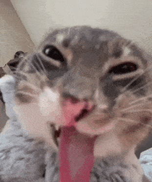 cat-cat-with-tongue
