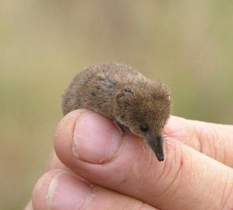Pygmy shrew