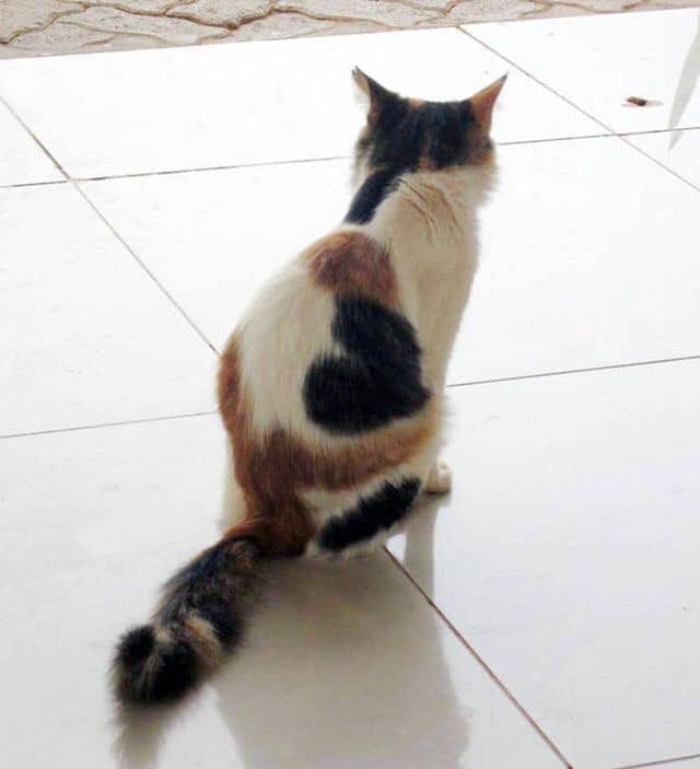 110176780_640980339957120_8793782163317382031_n