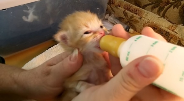 main-qimg-4a18d5f8cc1c13a9956f2c09b994c30c