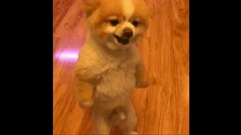 giphy (1)
