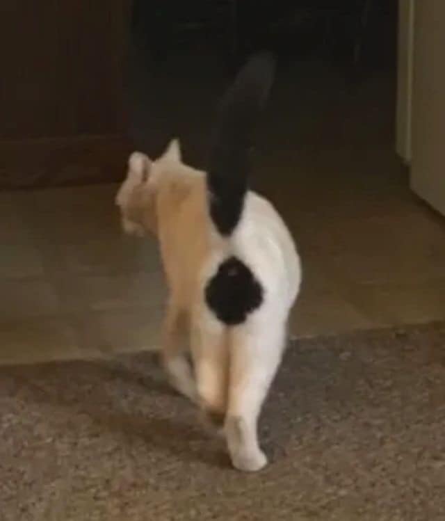 110831751_640980363290451_3278038001256715307_n