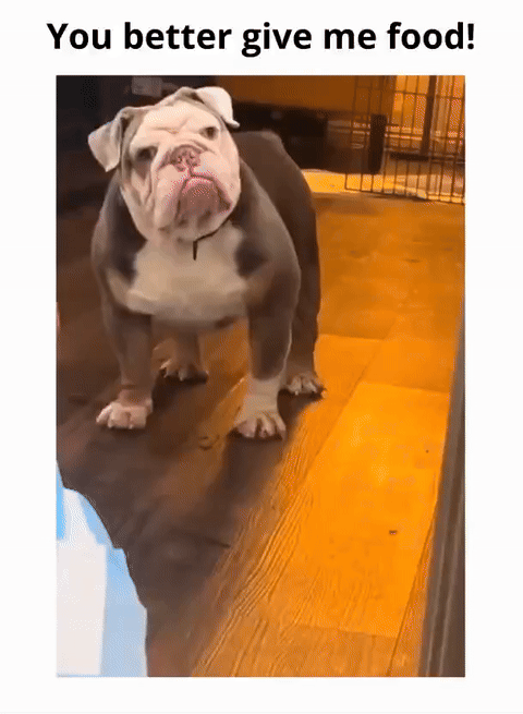 youbettergivemefood