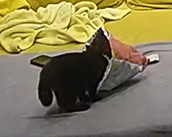 totty gets the chips 4