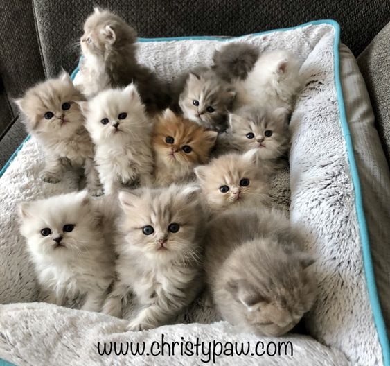 main-qimg-f1f37ce60bd0880dfb7e5d487fd41347