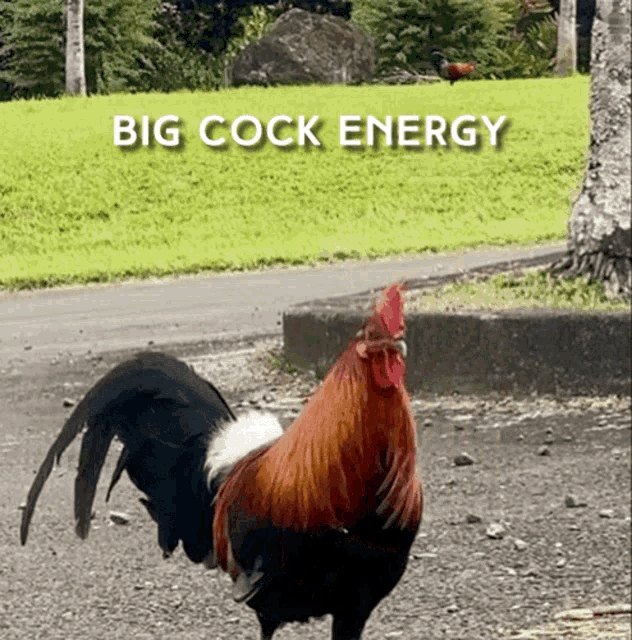 big-cock